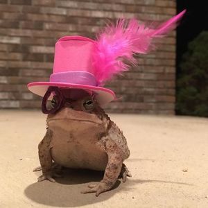 Meet your Posher, Matt